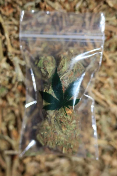 Marihuana Super Citron Dis Små Bugg Makro Femtio Megapixlar Medicinsk — Stockfoto