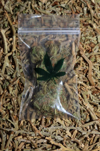 Marihuana Super Citron Dis Små Bugg Makro Femtio Megapixlar Medicinsk — Stockfoto