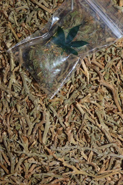 Marihuana Super Limão Neblina Pequeno Bug Macro Cinquenta Megapixels Cannabis — Fotografia de Stock