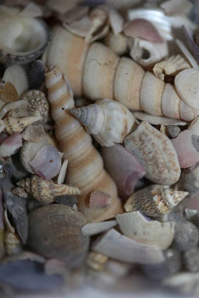 Beach Shells Close Καλοκαιρινή Διάθεση Σύγχρονη Φόντο Υψηλής Ποιότητας Εκτυπώσεις — Φωτογραφία Αρχείου