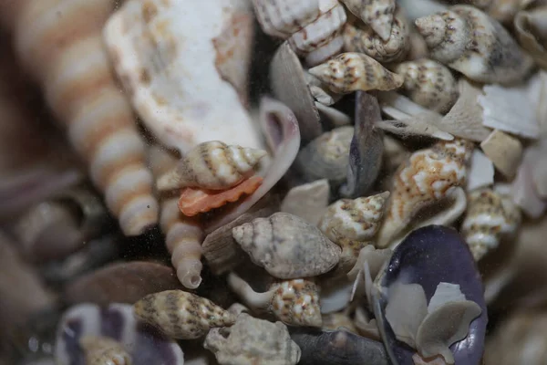 Beach Shells Close Καλοκαιρινή Διάθεση Σύγχρονη Φόντο Υψηλής Ποιότητας Εκτυπώσεις — Φωτογραφία Αρχείου