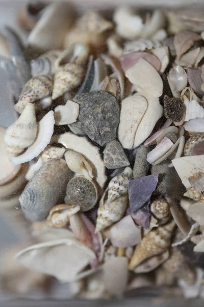 Beach Shells Close Καλοκαιρινή Διάθεση Σύγχρονη Φόντο Υψηλής Ποιότητας Εκτυπώσεις — Φωτογραφία Αρχείου