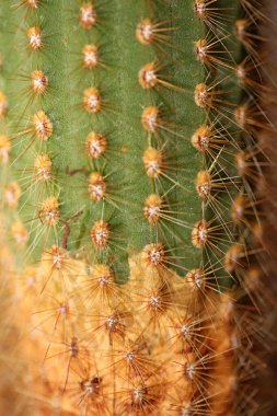 Kaktüs, üst düzey baskı modern arkaplan espostoa guentheri cactaceae ailesini kapatır.