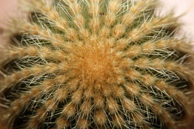 Kaktüs, üst düzey baskı modern arkaplan espostoa guentheri cactaceae ailesini kapatır.