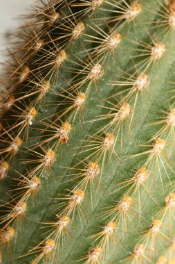 Kaktüs, üst düzey baskı modern arkaplan espostoa guentheri cactaceae ailesini kapatır.