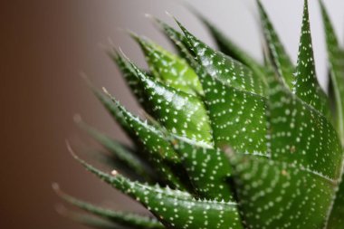 Aloe çiçeği modern arkaplanı kapat yüksek kalite baskılar aloe aristata family anthorrhoeaceae