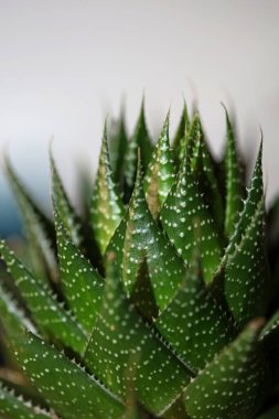 Aloe çiçeği modern arkaplanı kapat yüksek kalite baskılar aloe aristata family anthorrhoeaceae