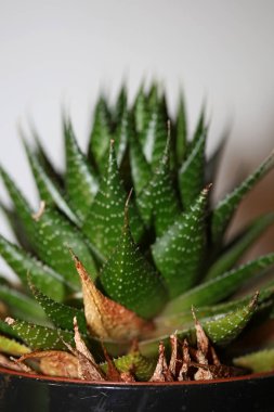 Aloe çiçeği modern arkaplanı kapat yüksek kalite baskılar aloe aristata family anthorrhoeaceae