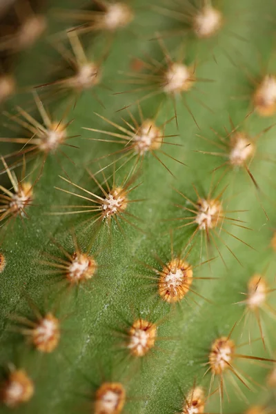 Kaktus Närbild Hög Kvalitet Tryck Modern Bakgrund Espostoa Guentheri Cactaceae — Stockfoto