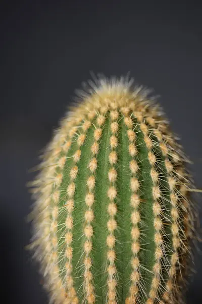 Kaktus Närbild Hög Kvalitet Tryck Modern Bakgrund Espostoa Guentheri Cactaceae — Stockfoto