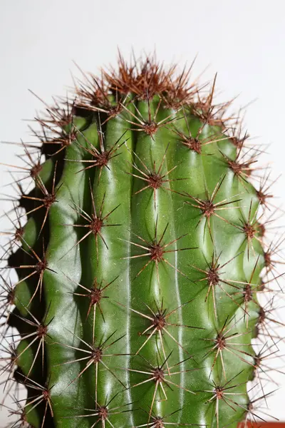 Kaktus Närbild Hög Kvalitet Tryck Modern Bakgrund Espostoa Guentheri Cactaceae — Stockfoto