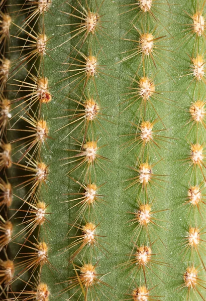 Cactus Close High Quality Print Modern Background Espostoa Guentheri Cactaceae — Stock Photo, Image