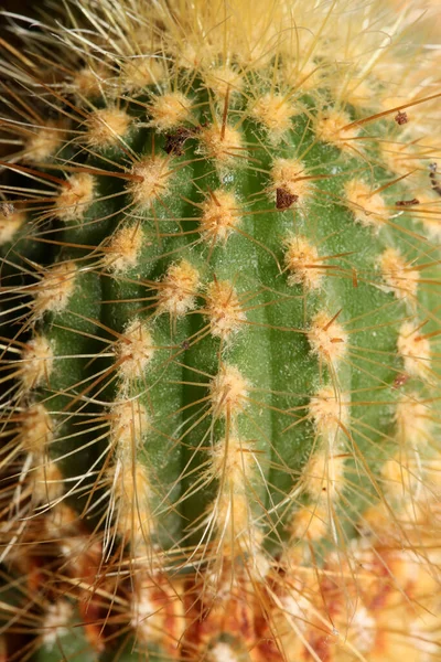 Kaktusz Közel Kiváló Minőségű Nyomtatott Modern Háttér Espostoa Guentheri Kaktuszcsalád — Stock Fotó