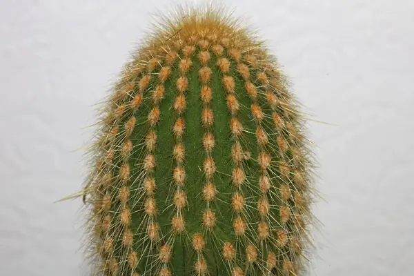 Kaktus Närbild Hög Kvalitet Tryck Modern Bakgrund Espostoa Guentheri Cactaceae — Stockfoto