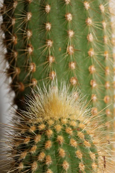 Kaktus Närbild Hög Kvalitet Tryck Modern Bakgrund Espostoa Guentheri Cactaceae — Stockfoto