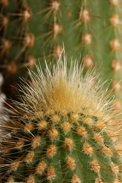 Cactus Close High Quality Print Modern Background Espostoa Guentheri Cactaceae — Stock Photo, Image