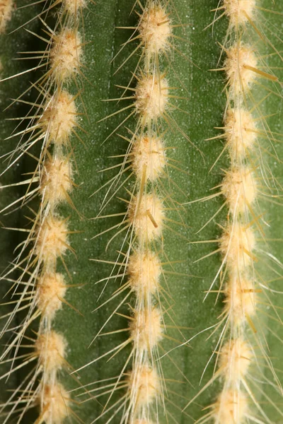Cactus Close High Quality Print Modern Background Espostoa Guentheri Cactaceae — Stock Photo, Image