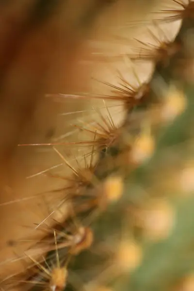 Cactus Close High Quality Print Modern Background Espostoa Guentheri Cactaceae — Stock Photo, Image