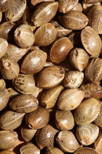 Cannabis Seeds Close Modern Background High Quality Print — Stock Photo, Image