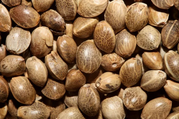 Cannabis Seeds Close Modern Background High Quality Print — Stock Photo, Image