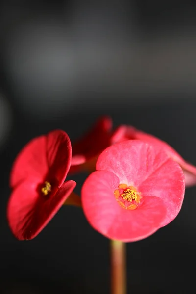 Red Flower Close Modern Background Euphorbia Milii Familia Euphorbiaceae Impresiones —  Fotos de Stock