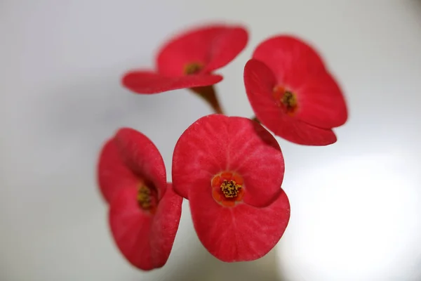 Red Flower Close Modern Background Euphorbia Milii Familia Euphorbiaceae Impresiones —  Fotos de Stock