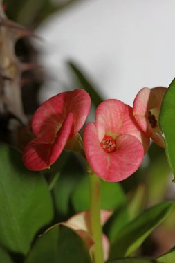 Euphorbia milli çiçeği aile mutluluğunu kapat modern arka plan yüksek kaliteli baskı