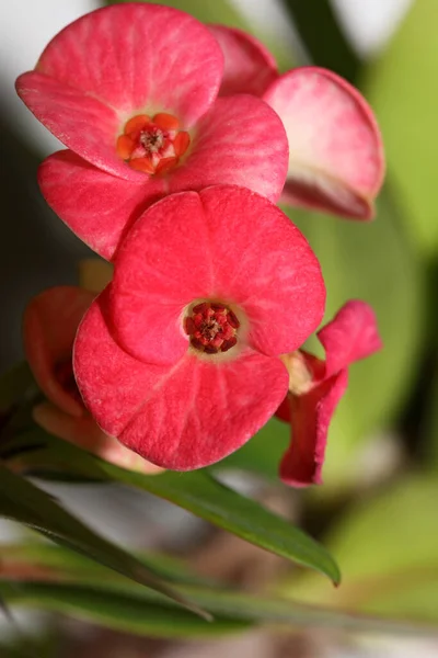 Euphorbia Milli Flower Close Family Euphorbiaceae Modern Background High Quality — Stock Photo, Image