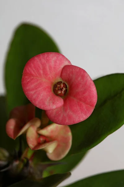 Euphorbia Milli Flower Close Familie Euphorbiaceae Moderner Hintergrund Hochwertiger Druck — Stockfoto