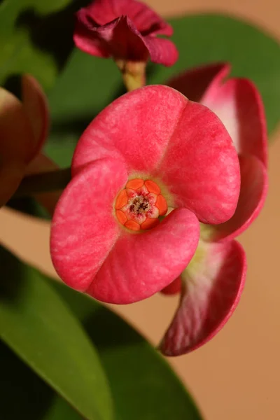 Euphorbia Milli Blomma Närbild Familj Euphorbiaceae Modern Bakgrund Hög Kvalitet — Stockfoto