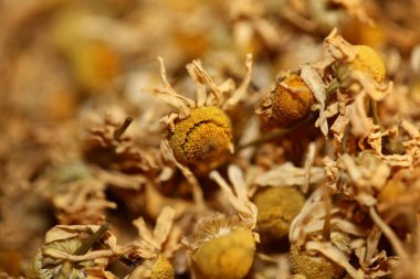 Papatya çayı, makro arka plan için hazır. Matricaria chamomilla ailesi asteraceae modern yüksek kalite baskı.