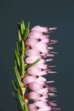 İlkbaharda çiçek açan küçük tomurcuklu pembe çiçeğe yakın Erica Carnea ailesi ericaceae modern yüksek kaliteli baskı