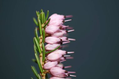 İlkbaharda çiçek açan küçük tomurcuklu pembe çiçeğe yakın Erica Carnea ailesi ericaceae modern yüksek kaliteli baskı