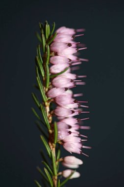 İlkbaharda çiçek açan küçük tomurcuklu pembe çiçeğe yakın Erica Carnea ailesi ericaceae modern yüksek kaliteli baskı
