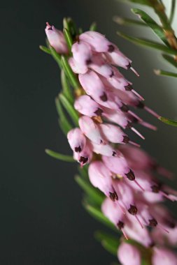 İlkbaharda çiçek açan küçük tomurcuklu pembe çiçeğe yakın Erica Carnea ailesi ericaceae modern yüksek kaliteli baskı