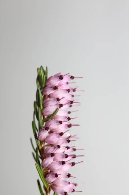 İlkbaharda çiçek açan küçük tomurcuklu pembe çiçeğe yakın Erica Carnea ailesi ericaceae modern yüksek kaliteli baskı
