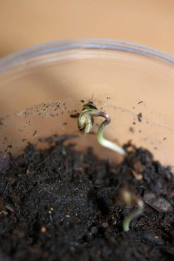 Marihuana plant first leaves cotyledon opening close up modern background high quality prints cannabis sativa super lemon haze botanical use cannabaceae family