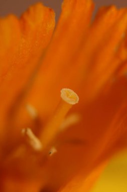 Narcissus çiçeği sarı nehir ailesini kapat amilidaceae modern arka plan yüksek kaliteli baskılar