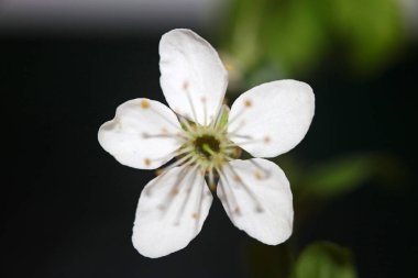 Beyaz küçük çiçek tomurcuğu. Prunus spinosa ailesi. Rosaceae modern arka plan.