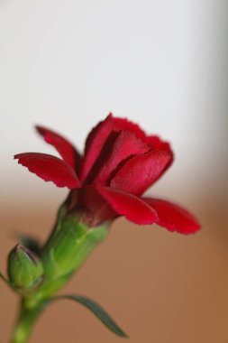 Dianthus kırmızı çiçeği. Aile şah damarını kapat. Modern arka plan.