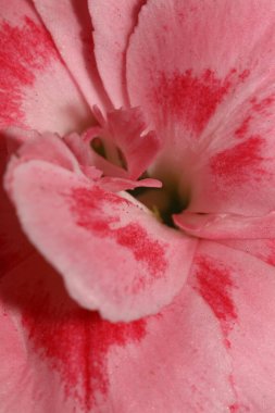 Pembe çiçek makrosu Dianthus caryophyllus L. ailesinin caryophyllaceae modern arka plan yüksek kaliteli baskılarını çeker.