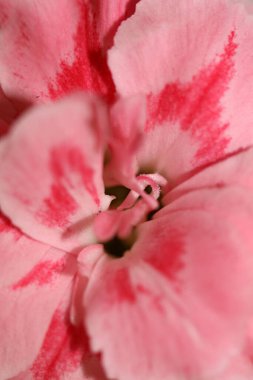 Pembe çiçek makrosu Dianthus caryophyllus L. ailesinin caryophyllaceae modern arka plan yüksek kaliteli baskılarını çeker.