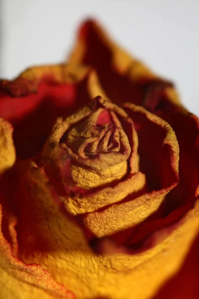 Rosa Flower Close Background Family Rosaceae Μοντέρνα Υψηλής Ποιότητας Big — Φωτογραφία Αρχείου