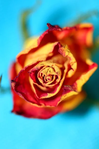 Rosa Flower Close Background Family Rosaceae Μοντέρνα Υψηλής Ποιότητας Big — Φωτογραφία Αρχείου