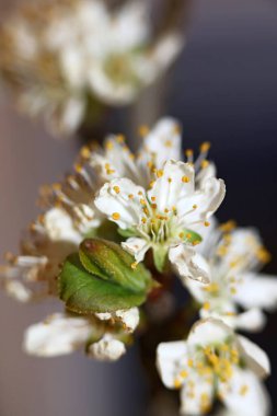 Beyaz çiçek açan erik çiçeği. Rosaceae ailesini kapatın. Botanik çağdaş, yüksek kalite, büyük boy baskı.