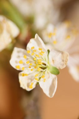 Beyaz çiçek açan erik çiçeği. Rosaceae ailesini kapatın. Botanik çağdaş, yüksek kalite, büyük boy baskı.