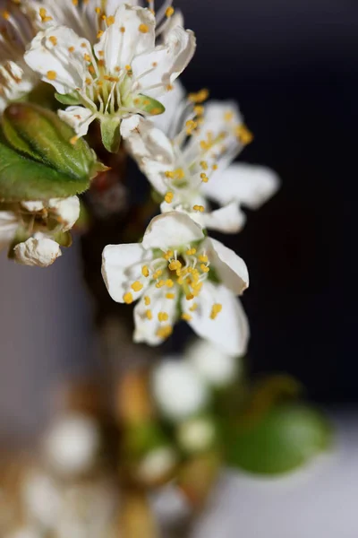 白花プルヌス アヴィオン科植物近代的な高品質の大きなサイズのプリント — ストック写真