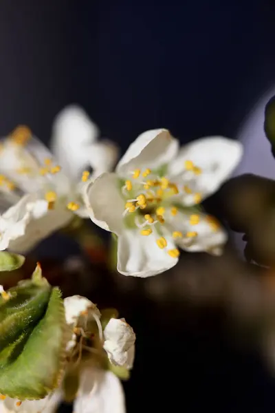 White Flower Blossom Prunus Aviun Close Family Rosaceae Botanical Modern — Stock Photo, Image