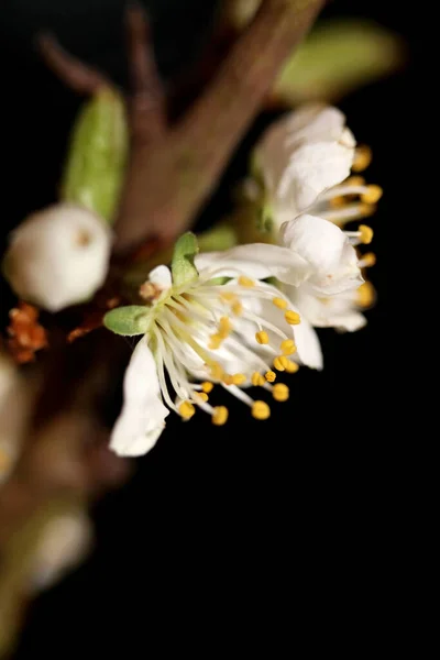 Белый Цветок Цветущий Чернослив Птица Крупным Планом Семьи Розовые Ботанические — стоковое фото