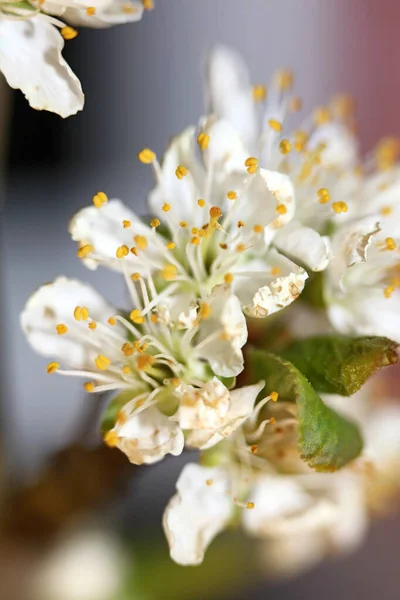 白花プルヌス アヴィオン科植物近代的な高品質の大きなサイズのプリント — ストック写真